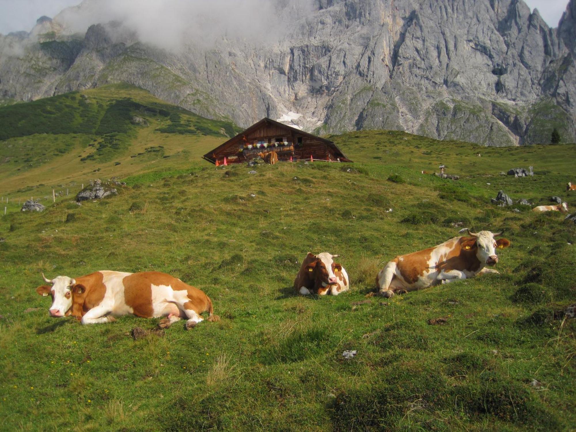 Molteraugut Apartment Mühlbach am Hochkönig Екстериор снимка